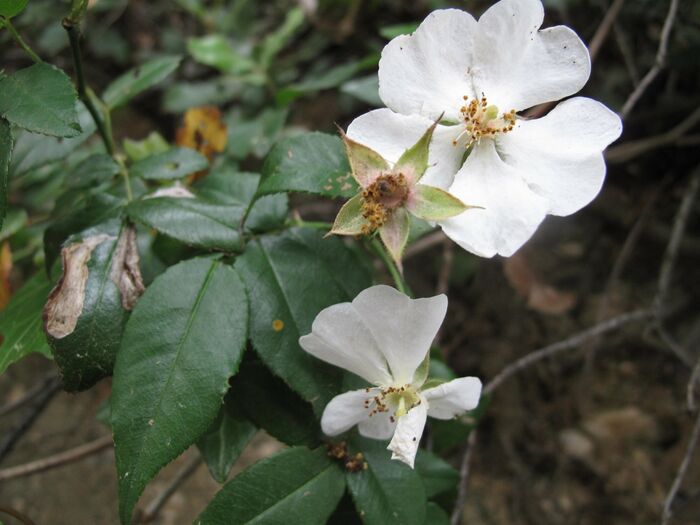 Flore de la Corse