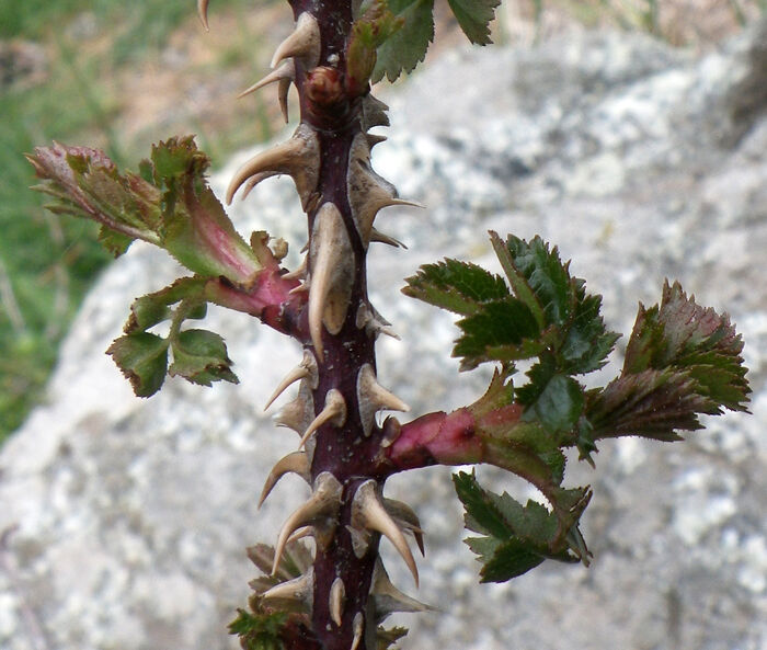 Flore de la Corse