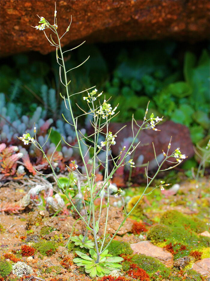 Flore de la Corse