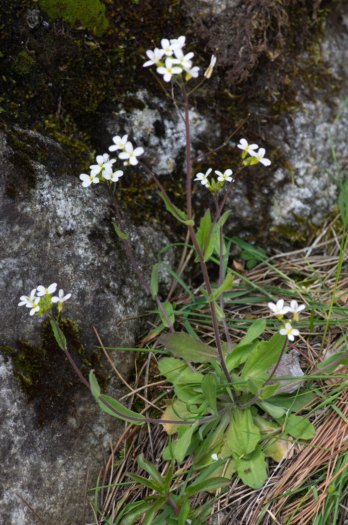 Flore de la Corse