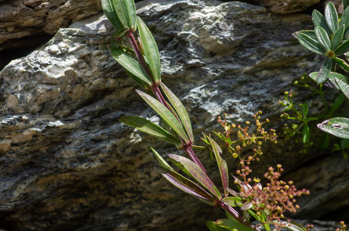 Flore de la Corse