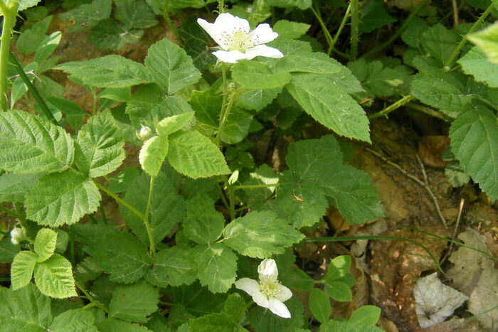 Flore de la Corse