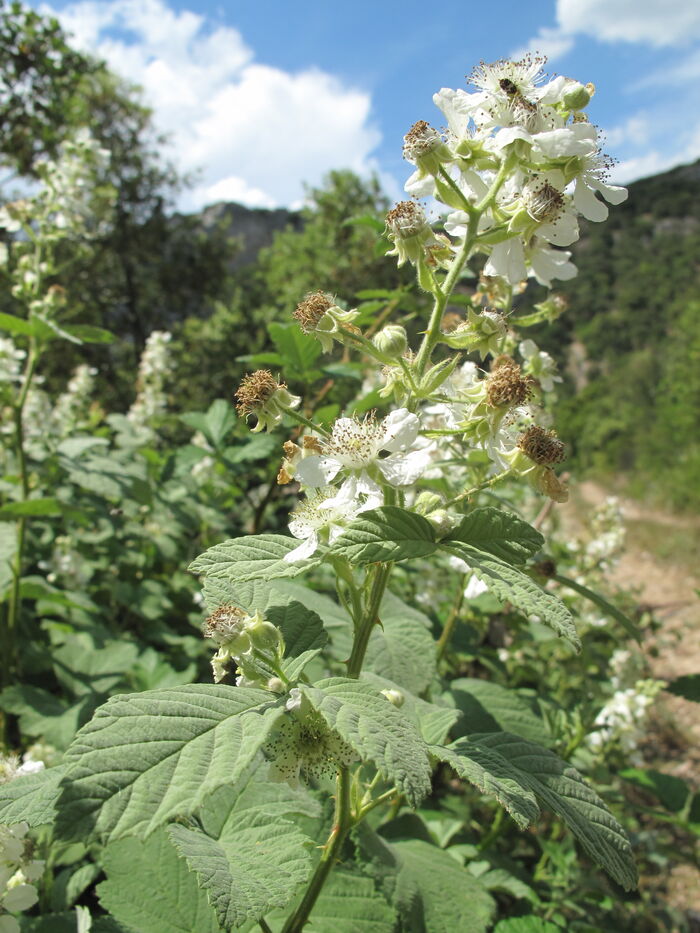 Flore de la Corse