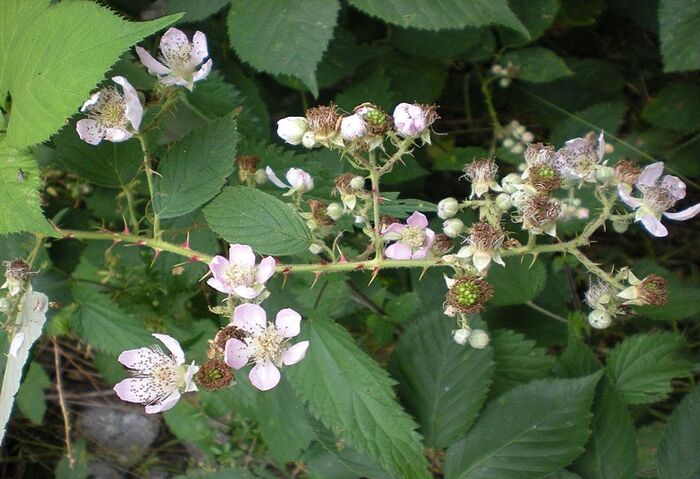 Flore de la Corse