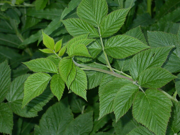 Flore de la Corse