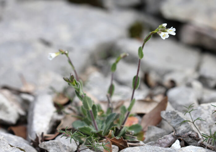 Flore de la Corse