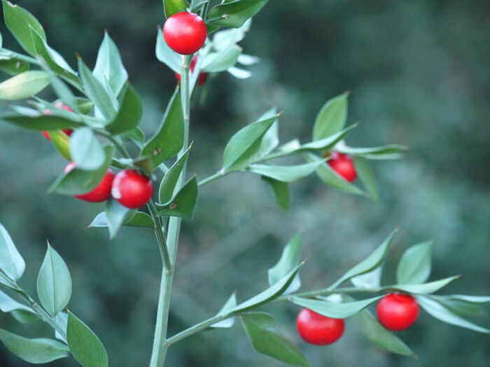 Flore de la Corse