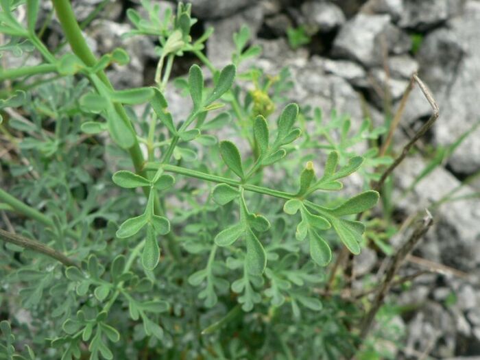 Flore de la Corse