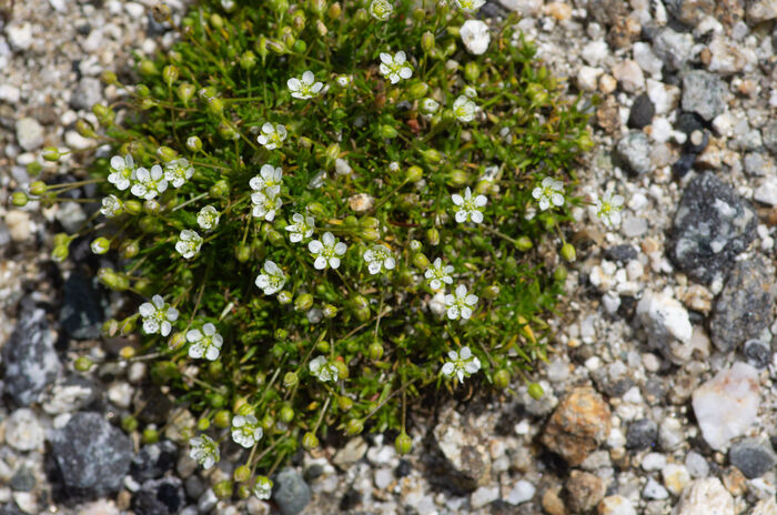 Flore de la Corse