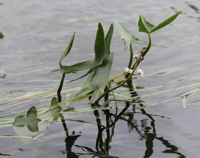 Flore de la Corse