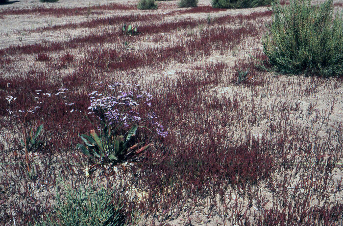 Flore de la Corse