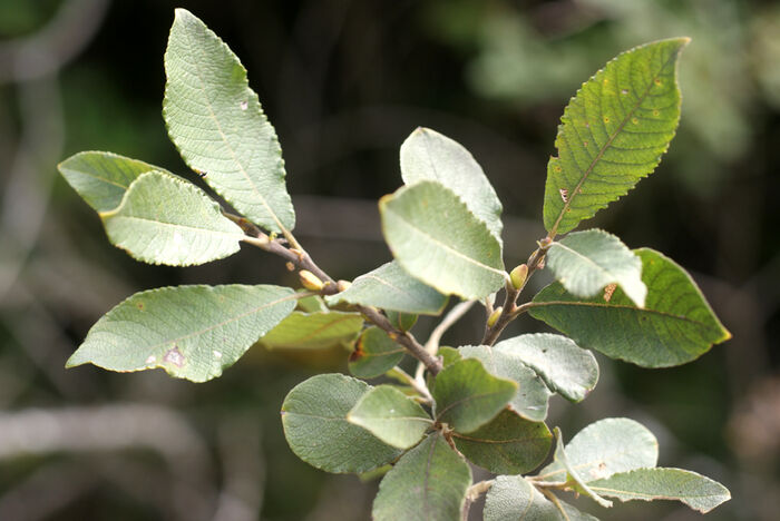 Flore de la Corse