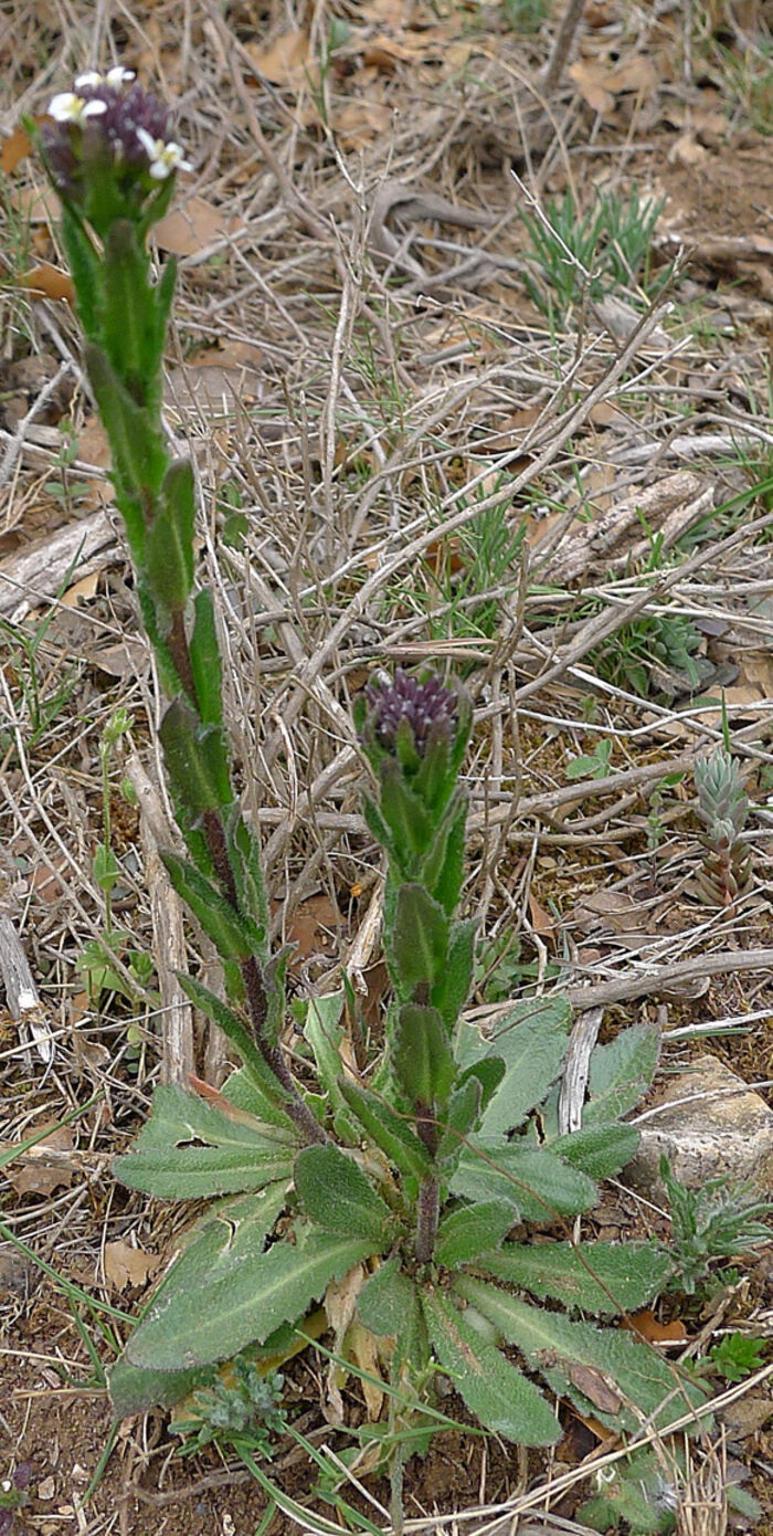 Flore de la Corse