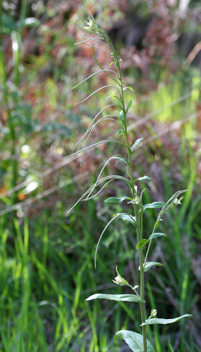 Flore de la Corse