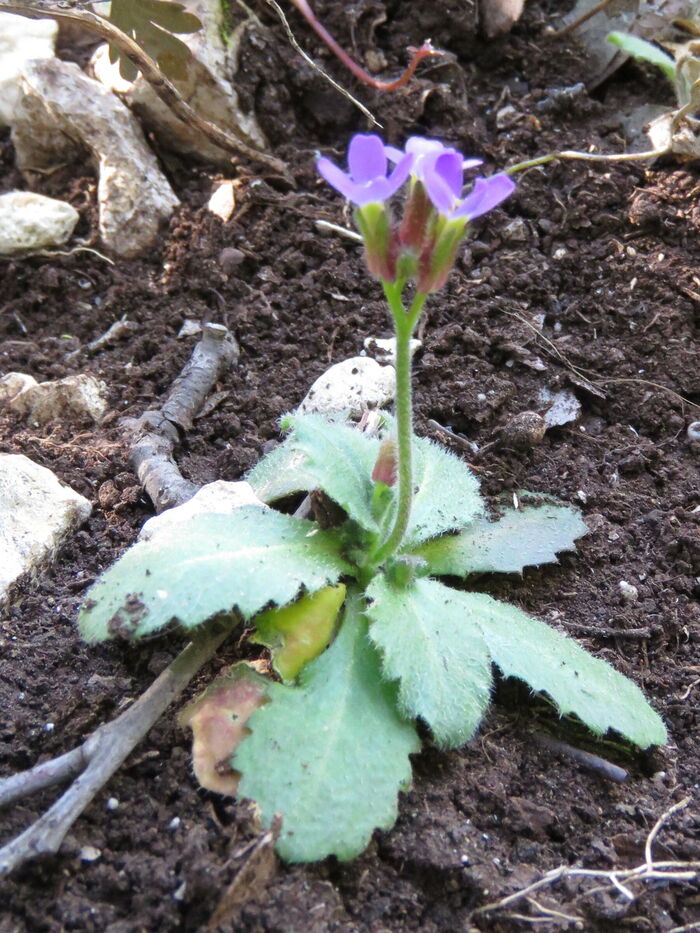 Flore de la Corse