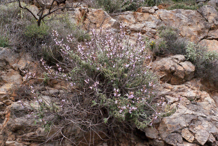 Flore de la Corse