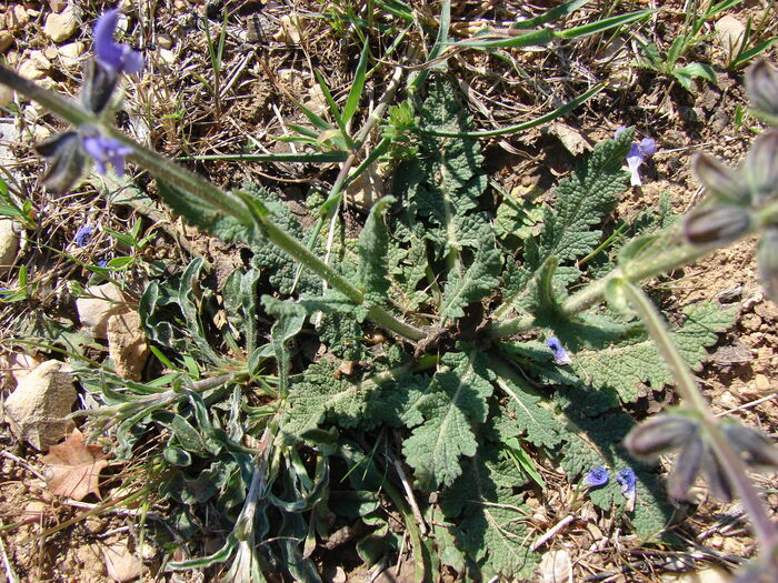 Flore de la Corse