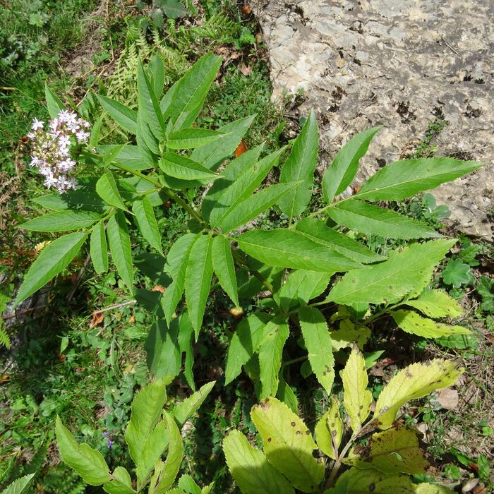 Flore de la Corse