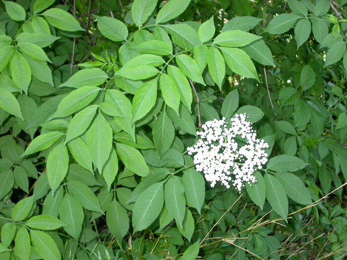 Flore de la Corse