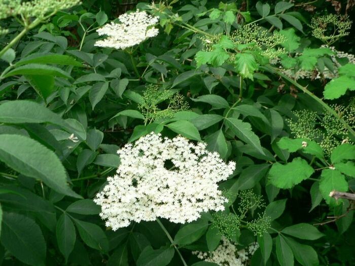 Flore de la Corse