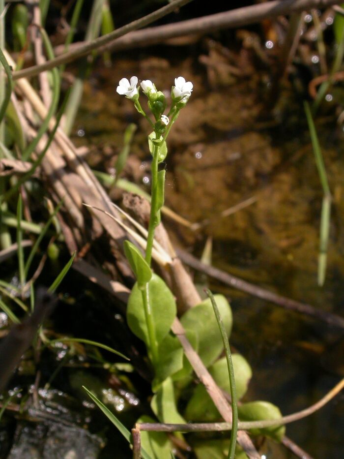 Flore de la Corse