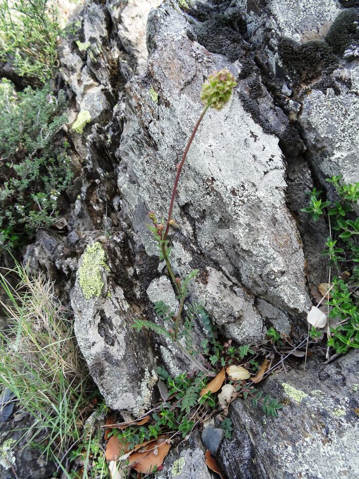 Flore de la Corse