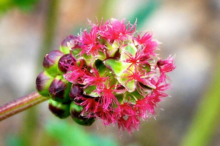 Flore de la Corse