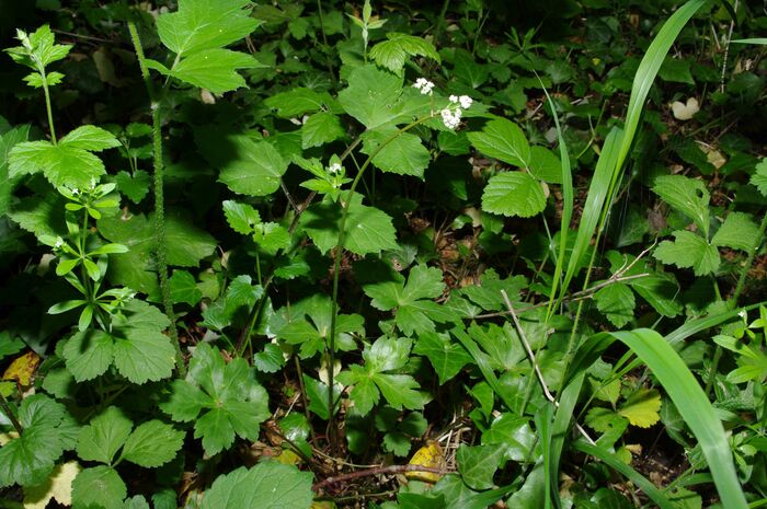 Flore de la Corse