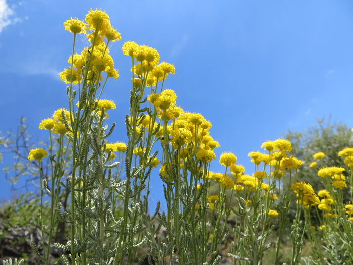 Flore de la Corse