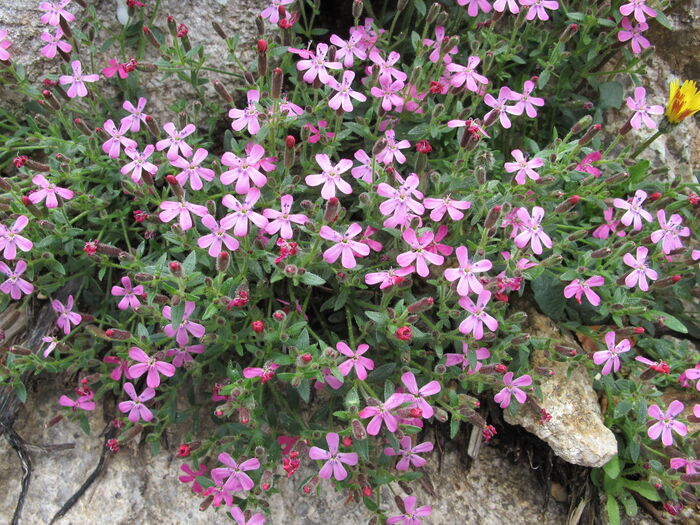 Flore de la Corse