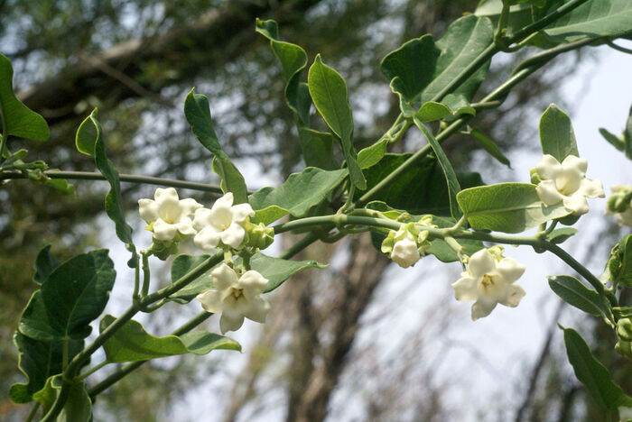 Flore de la Corse