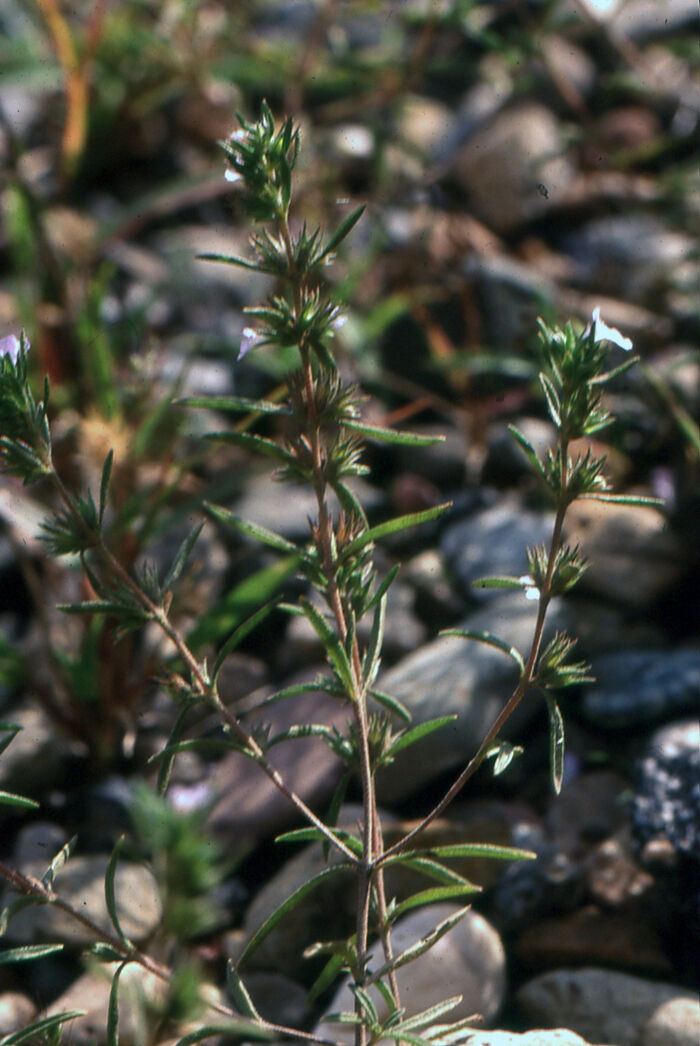 Flore de la Corse