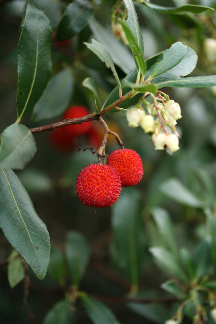 Flore de la Corse