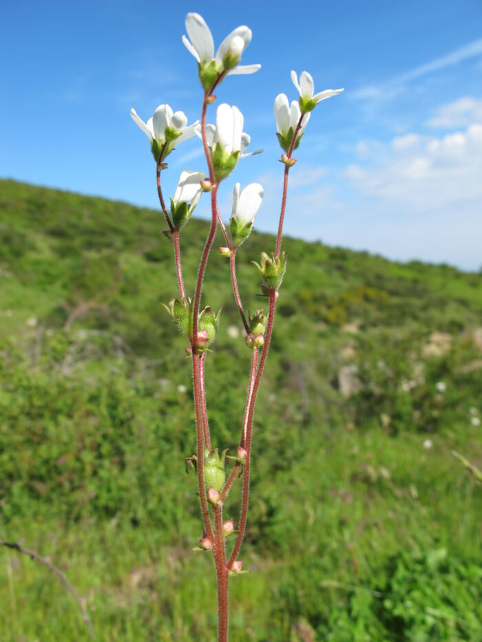 Flore de la Corse