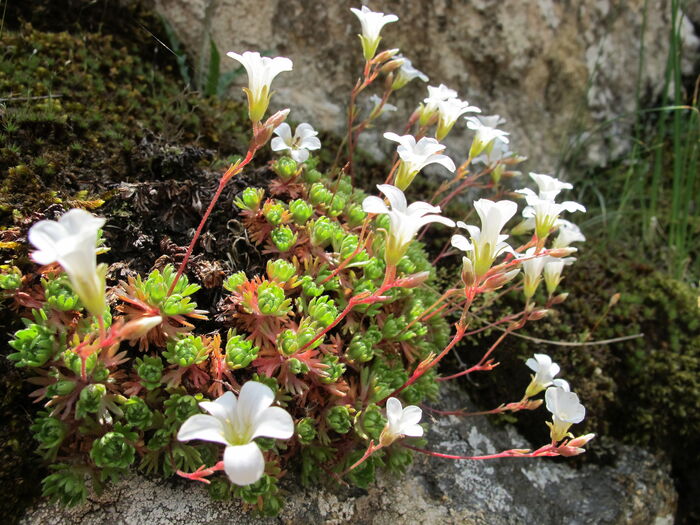 Flore de la Corse