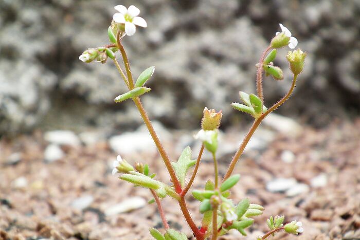 Flore de la Corse