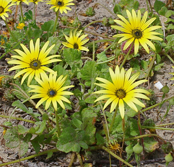 Flore de la Corse