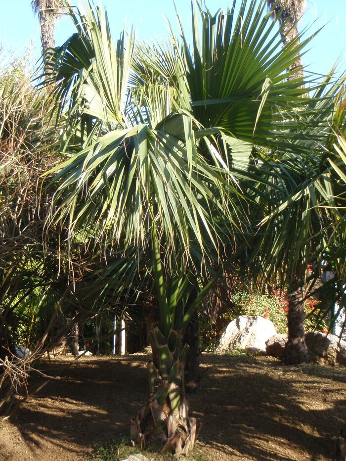 Flore de la Corse