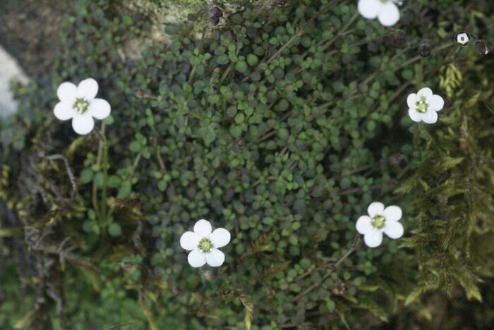 Flore de la Corse