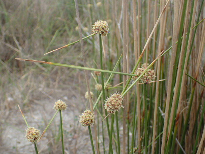 Flore de la Corse