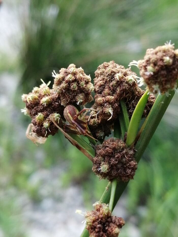 Flore de la Corse