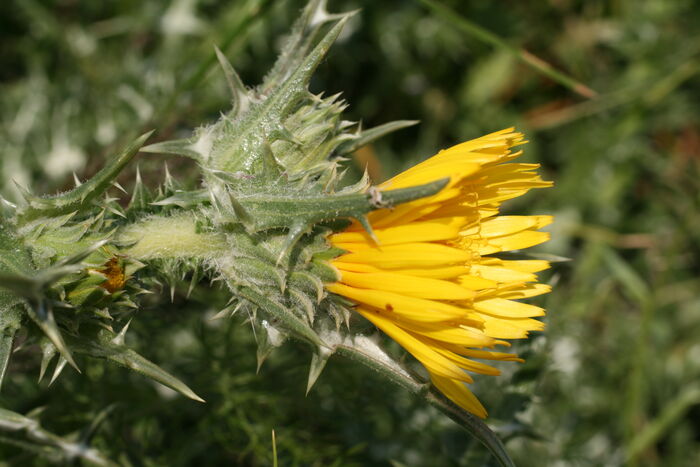 Flore de la Corse