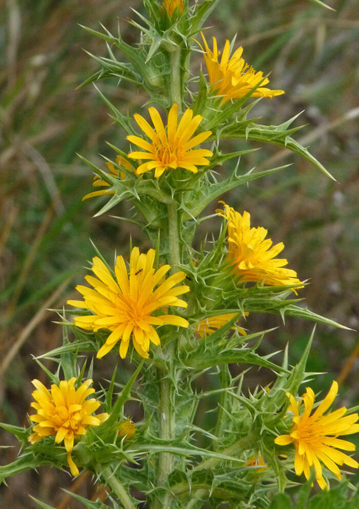 Flore de la Corse