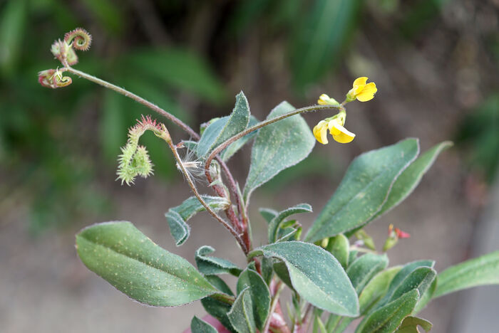 Flore de la Corse