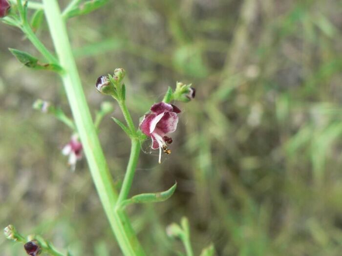 Flore de la Corse