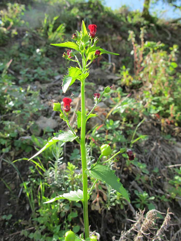 Flore de la Corse