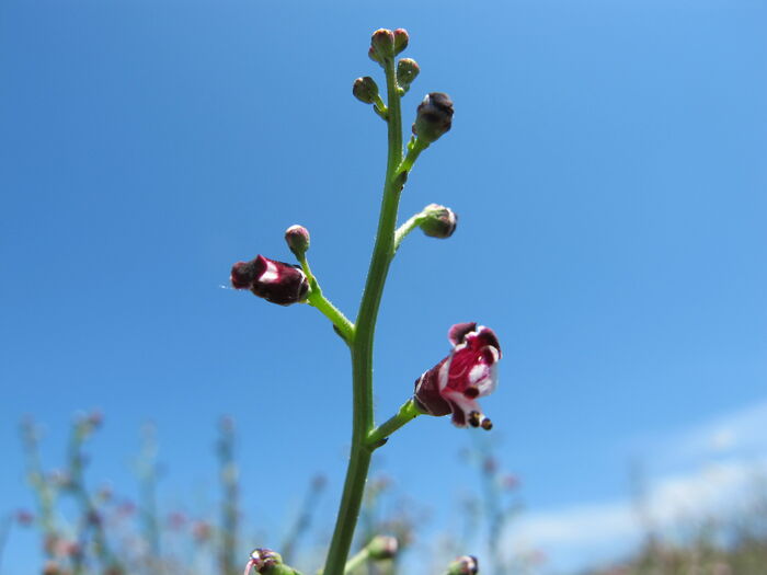 Flore de la Corse