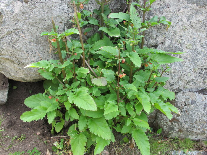 Flore de la Corse