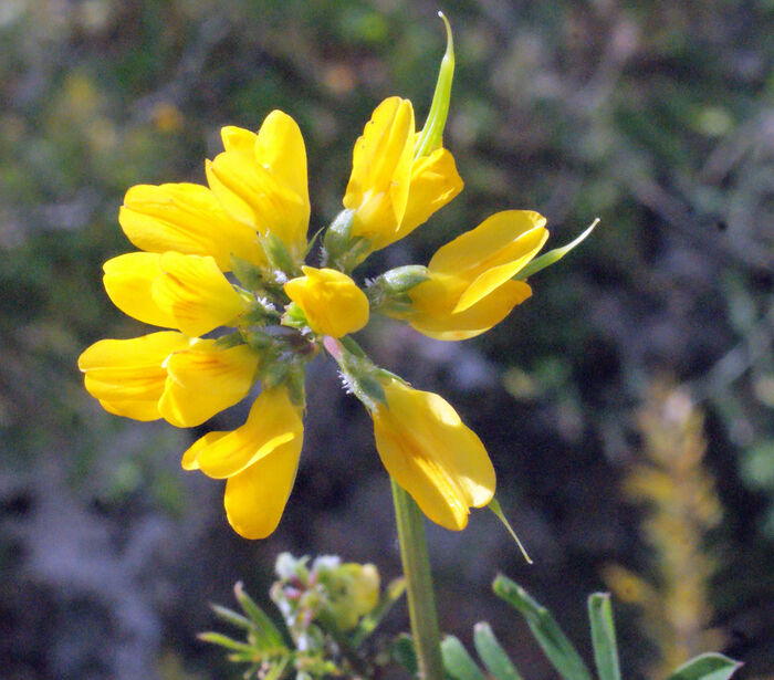 Flore de la Corse