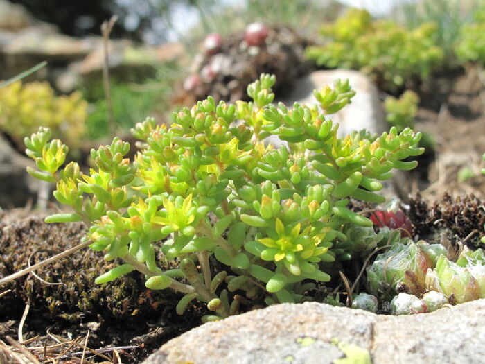 Flore de la Corse